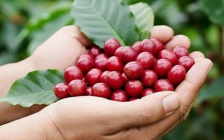 صورة توضيحية. Ảnh minh họa.