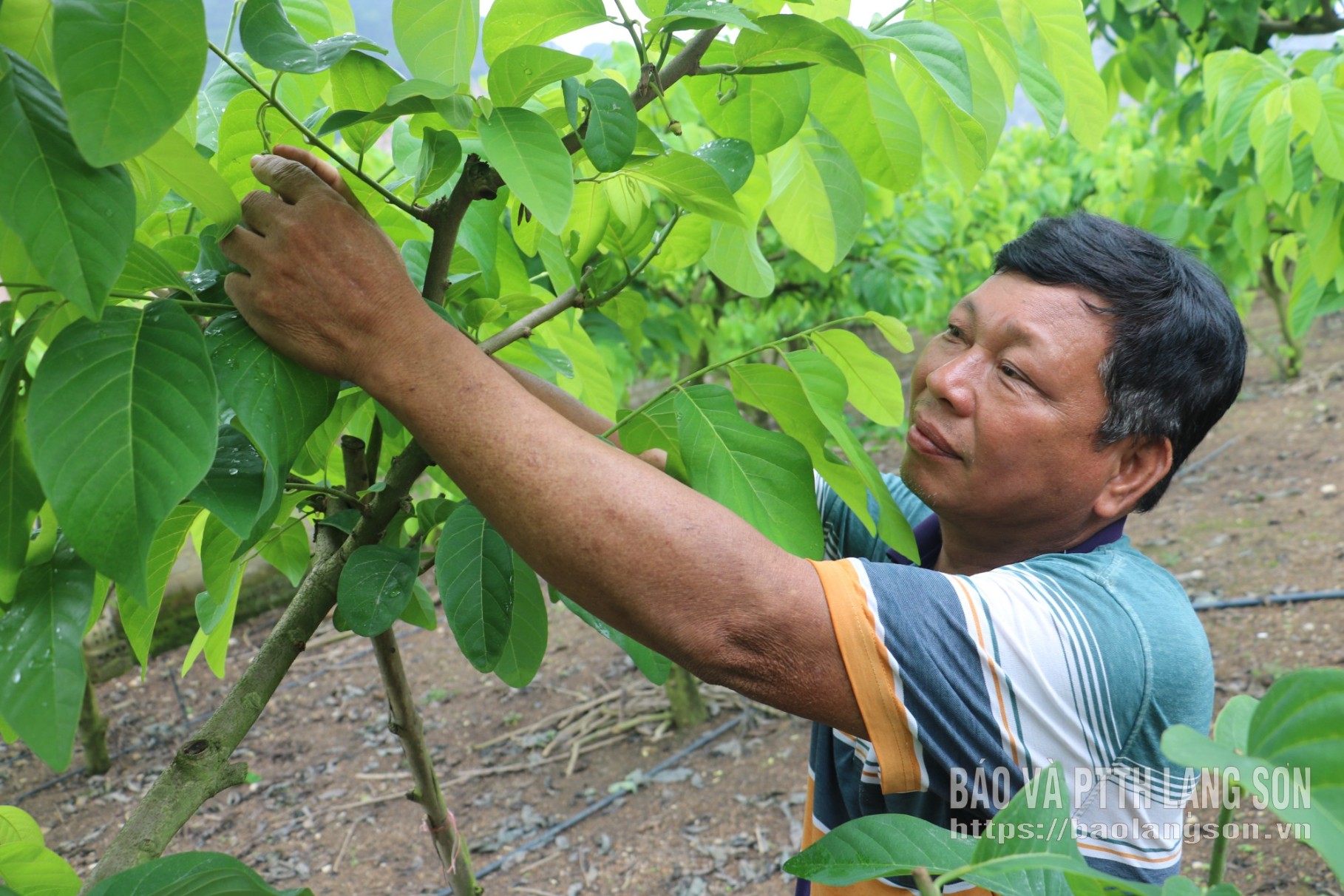 Miembros de la asociación de agricultores de la aldea de Dong Lai, comuna de Huu Lung, cuidando sus huertos de chirimoyas.