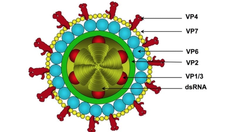 phac_do_dieu_tri_rotavirus_1_88a1170fad.jpg phac_do_dieu_tri_rotavirus_1_88a1170fad.jpg