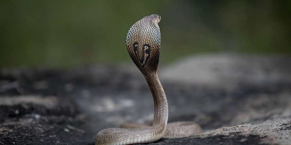 5 façons de distinguer les serpents non venimeux des serpents venimeux pour se protéger pendant l'été - image 3