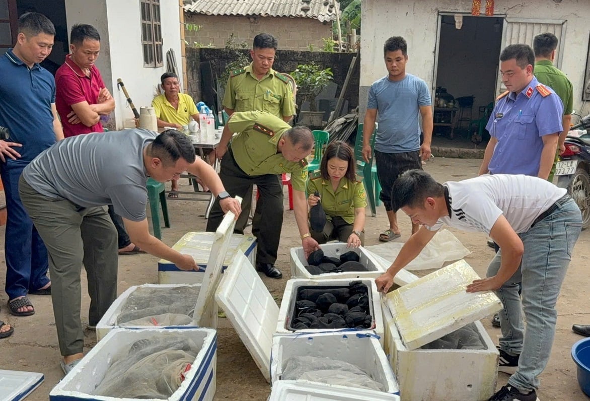 Lực lượng chức năng Lạng Sơn phát hiện vụ tàng trữ trái pháp luật 272 cá thể rùa tại thôn Bản Chu A, xã Khuất Xá. Ảnh: Chi cục Kiểm lâm Lạng Sơn.