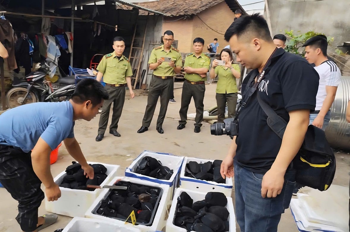 Vụ tàng trữ trái pháp luật 272 cá thể rùa tại xã Khuất Xá là một trong những vụ vi phạm nghiêm trọng về động vật hoang dã được phát hiện trên địa bàn Lạng Sơn trong thời gian gần đây. Ảnh: Chi cục Kiểm lâm Lạng Sơn.