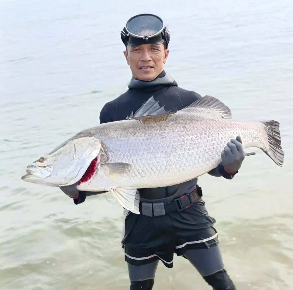 Recentemente, il signor Nguyen Van Sinh ha pescato in mare una spigola di oltre 15 kg - Foto: D.V.