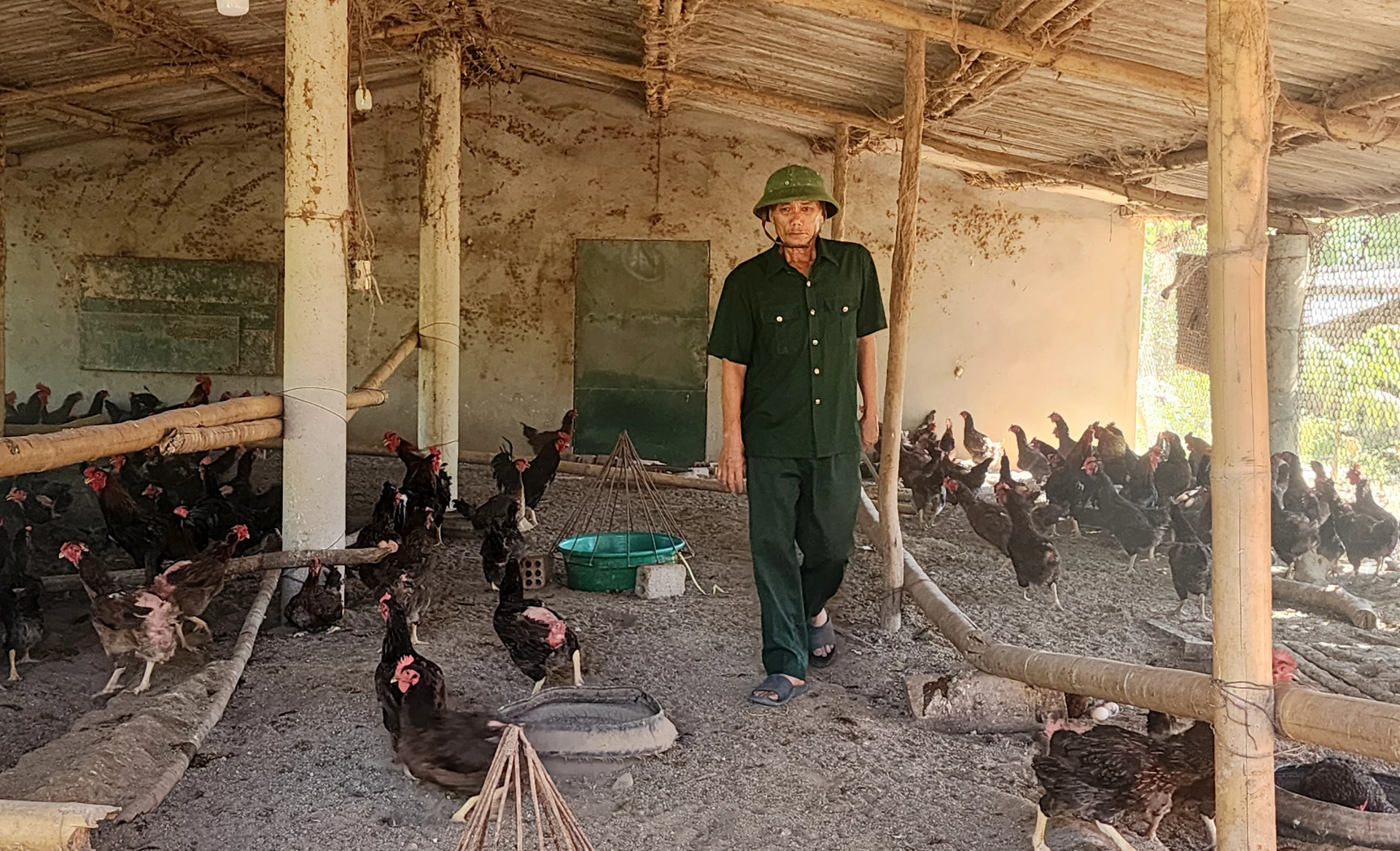 Allevamento di galline ovaiole di CCB Pham Thuan - Foto: T.L.