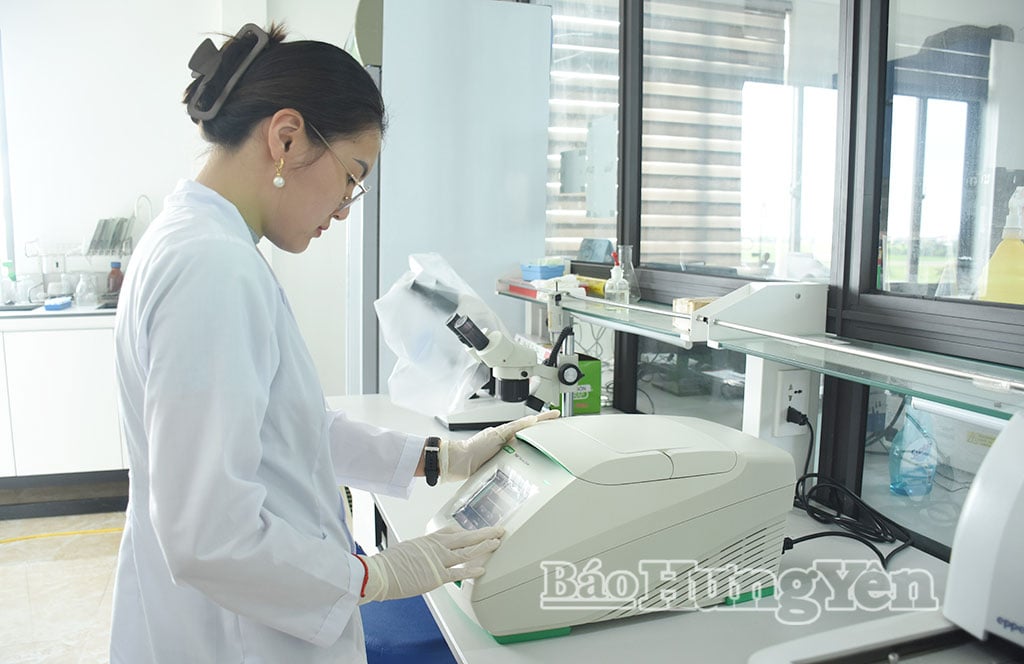 Staff from the Institute of Crop Research, ThaiBinh Seed, inspect and identify target genes.
