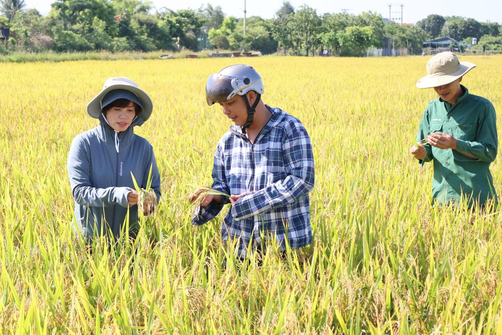 ベトナム南部の田んぼは、満開の稲穂がこのように頭を垂れ、とても