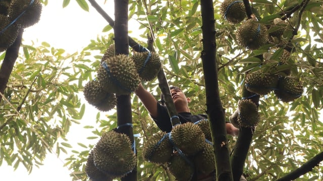 Durian harvesters - Photo 2.