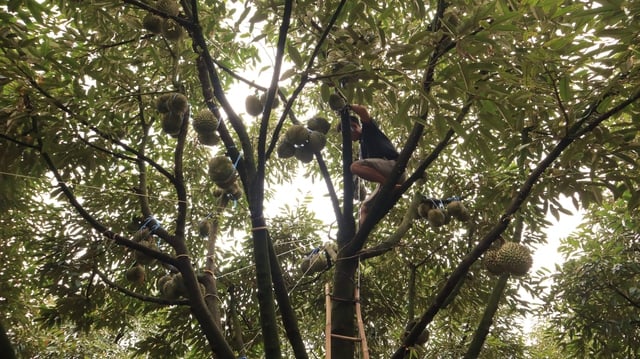 Durian harvesters - Photo 3.