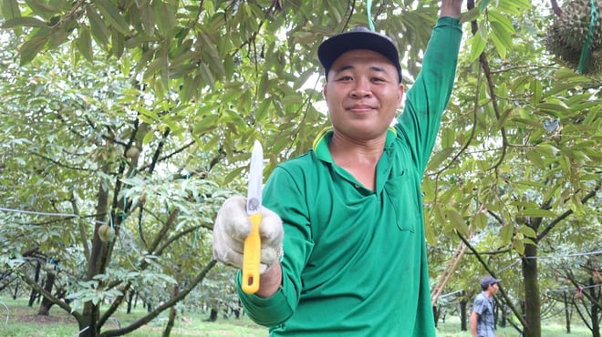 Durian harvesters - Photo 4.