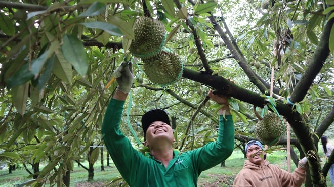Durian harvesters - Photo 5.