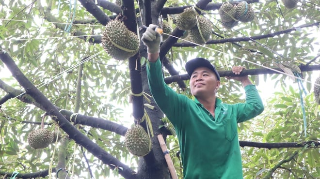 Durian harvesters - Photo 6.