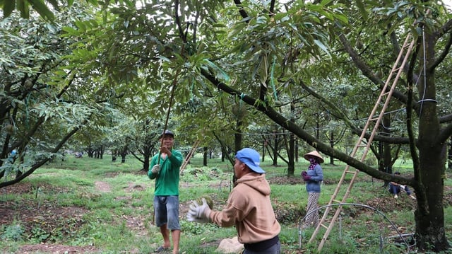 Durian harvesters - Photo 8.