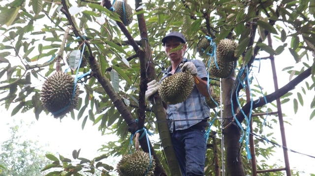 Durian harvesters - Photo 9.