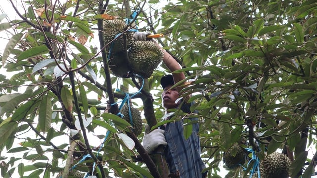 Durian harvesters - Photo 10.