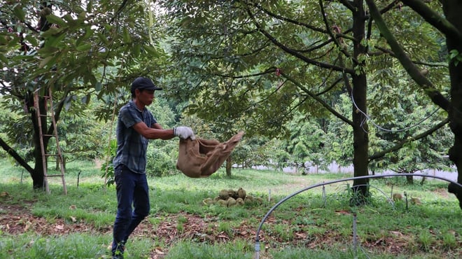 Durian harvesters - Photo 13.