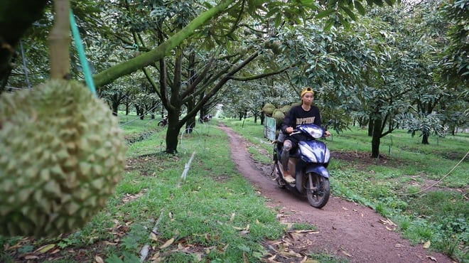 Durian harvesters - Photo 15.