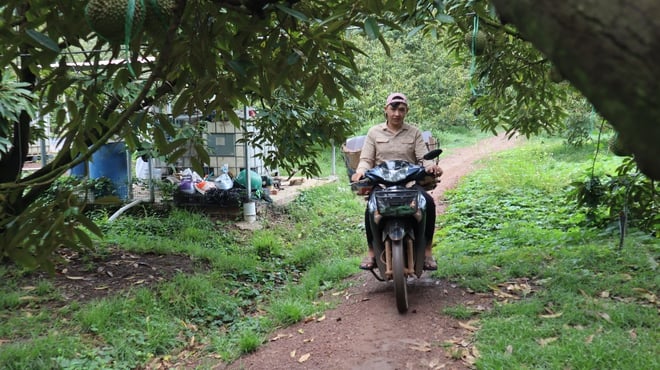 Durian harvesters - Photo 16.