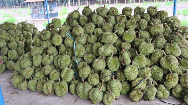 Durian harvesters - Photo 17.