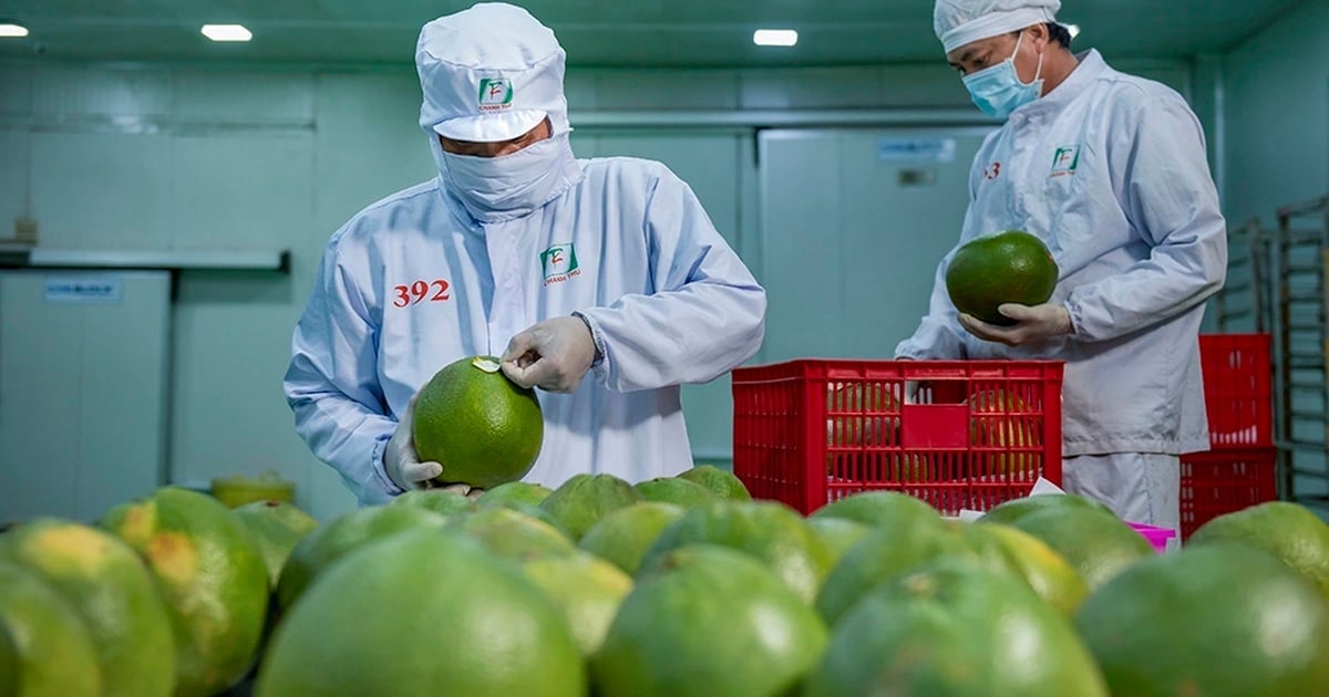 Les pomelos vietnamiens ont de formidables opportunités pour développer leurs marchés d'exportation. Photo : NNMT. Bưởi Việt Nam có nhiều cơ hội lớn để mở rộng thị trường xuất khẩu. Ảnh: NNMT.