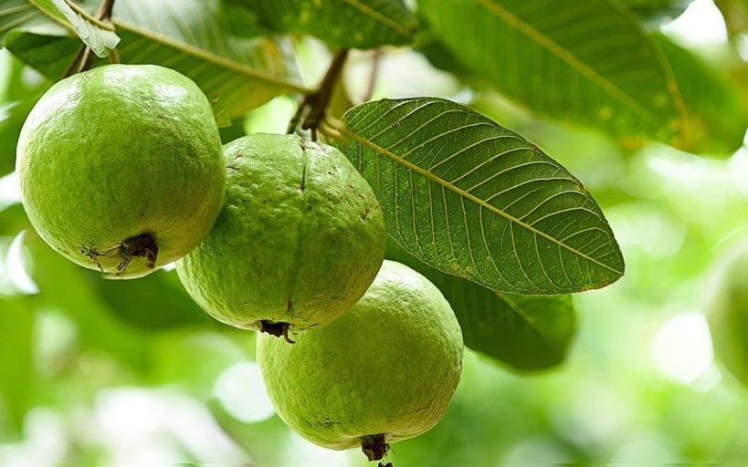 Ăn 1 quả ổi vào buổi sáng có tác dụng gì? 5 lý do bạn nên thử ngay