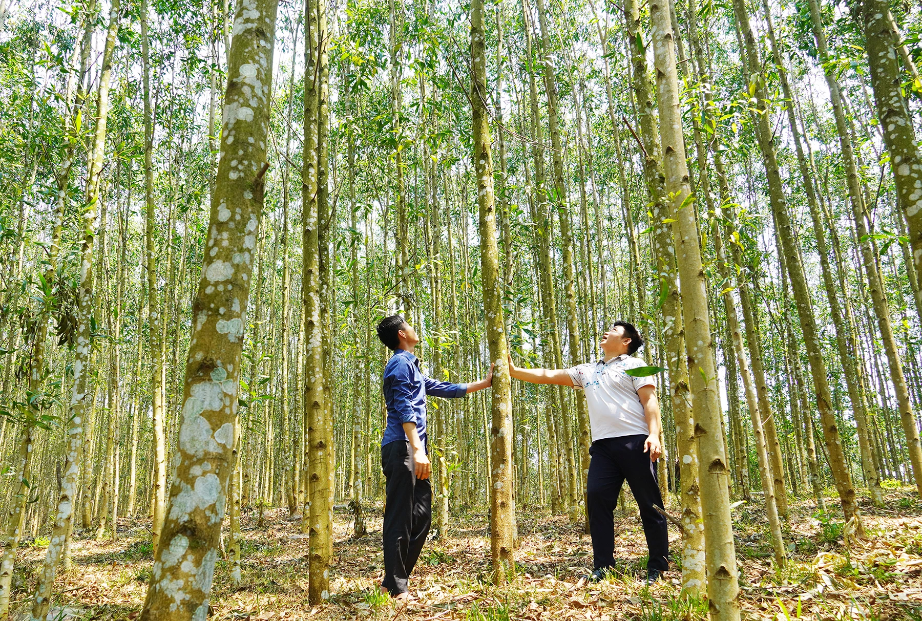 রোপিত বন তান থান কম্যুনের মানুষের জন্য উচ্চ আয় নিয়ে আসছে - ছবি: এক্স.ভি
