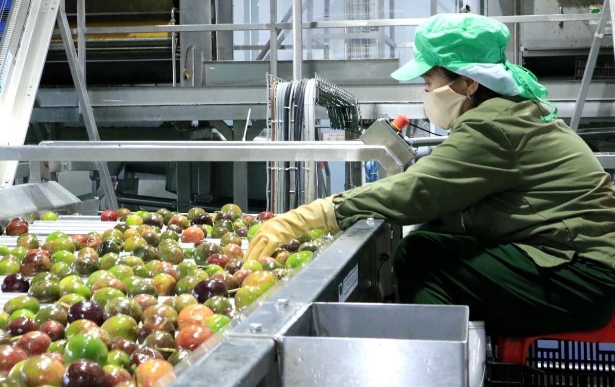 Lavorazione del frutto della passione prima della sua spedizione allo stabilimento di Truong Hoang Lam Dong. Foto: Son Trang.