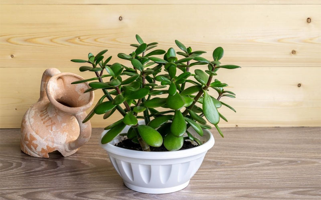 Top 5 loại cây cảnh để bàn thờ đại cát, đại lợi - Ảnh 3.