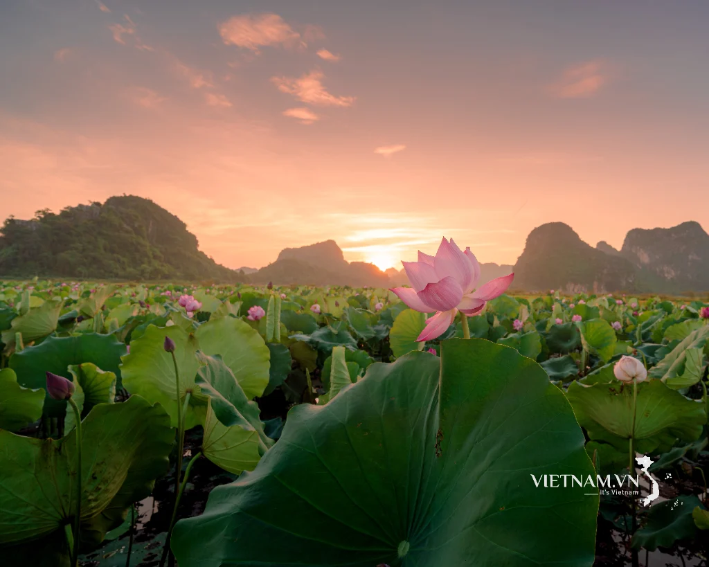 2026_THUMP_PHOTO_44872_9b5b996f02924d288cf5e399772c7e46_vi-que-thanh-binh.webp