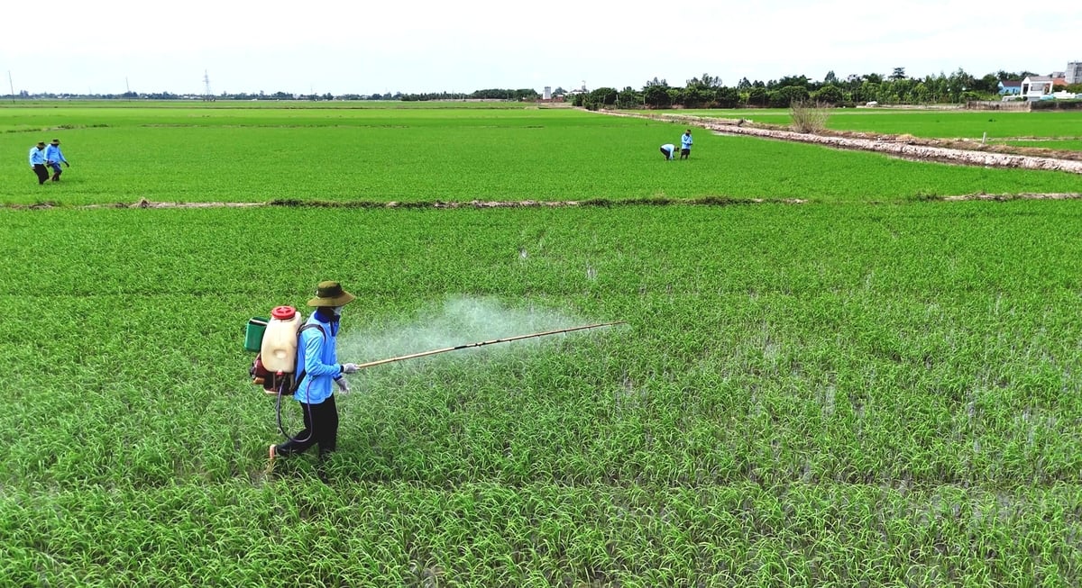 Quản lý cỏ dại đầu vụ không chỉ là giải pháp kỹ thuật mà còn là yếu tố quyết định hiệu quả kinh tế của cả vụ lúa. Ảnh: Minh Sáng.