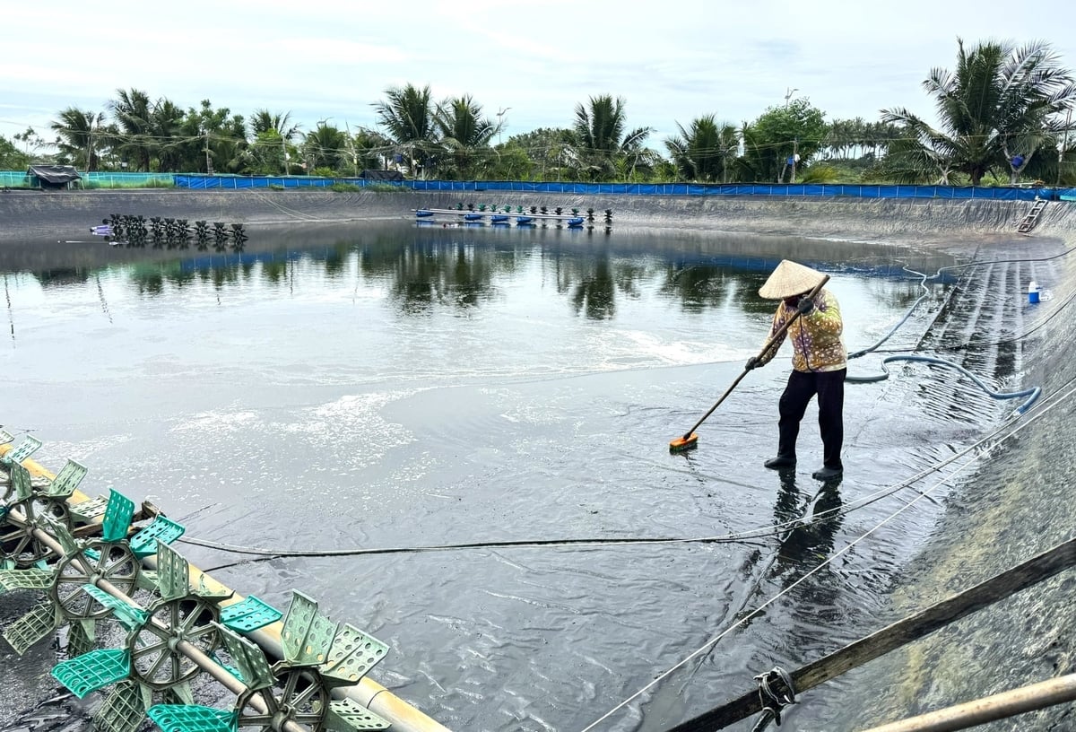 Cơ giới hóa trong lĩnh vực thủy sản ở Quảng Ngãi mới được áp dụng ở một số khâu như cải tạo ao nuôi, bơm nước, sục khí và theo dõi môi trường. Ảnh: L.K.