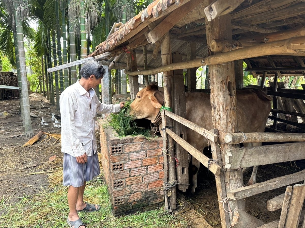 Trong lĩnh vực chăn nuôi, đặc biệt ở quy mô nông hộ, tỷ lệ cơ giới hóa vẫn còn thấp. Ảnh: L.K.