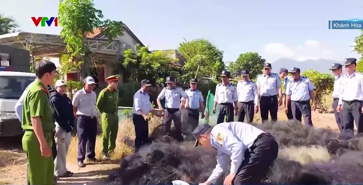 Báo động tình trạng săn bắt chim yến trái phép tại Khánh Hòa - Ảnh 1.