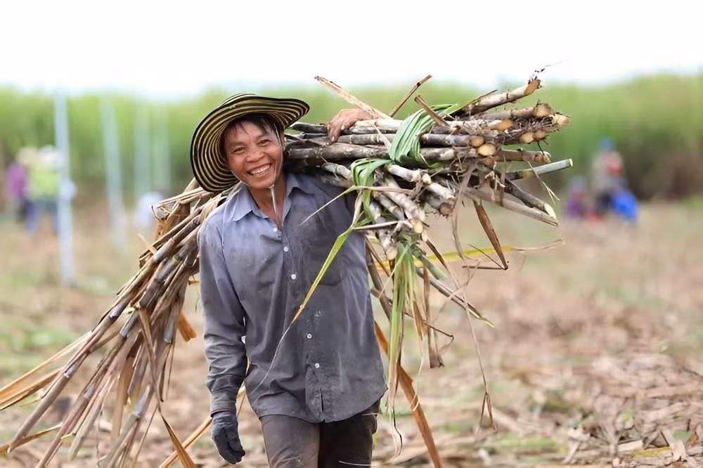 Là nguồn nguyên liệu chủ lực trong sản xuất E10, nhu cầu mía phục vụ sản xuất ethanol có thể đạt 14-20 triệu tấn mỗi năm.