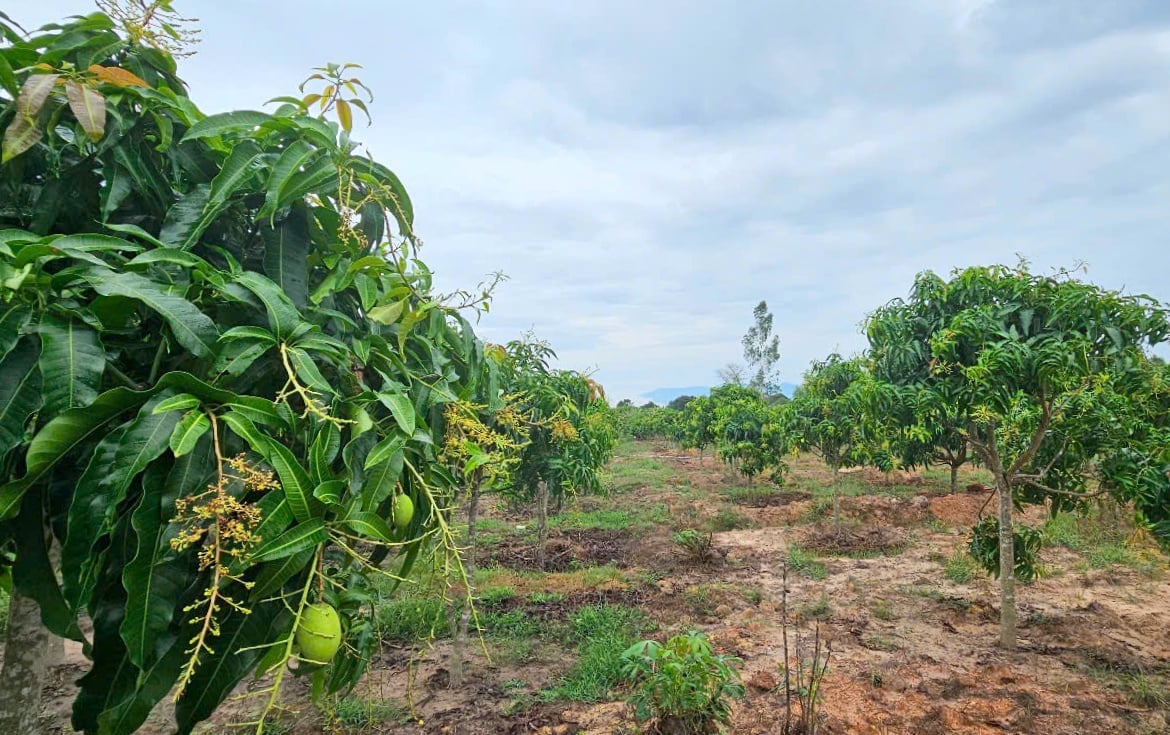 Durch die Anwendung von IPHM im Mangoanbau ernten die Bauern se Frchte.