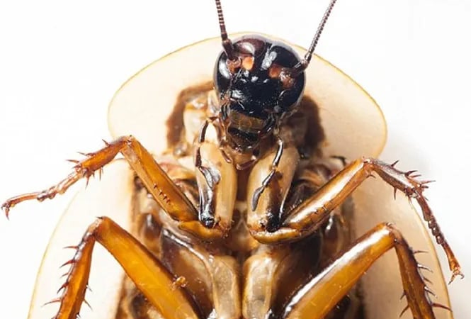 Australië heeft meer dan 100.000 van deze smerige, onhygiënische dieren in beslag genomen, die als e