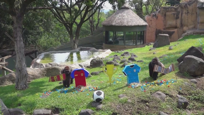 Động vật đoán đội thắng tại World Cup- Ảnh 2.