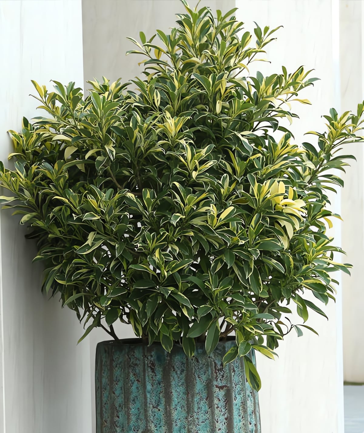 Das Pflanzen zweier glckverheiender Bonsai-Bume ist wie die Einladung  des Gottes des Reichtums ins Haus; das Aufstellen einer Schatzschale dort  bringt Reichtmer, und die groen Bltter bringen Wohlstand und Glck.