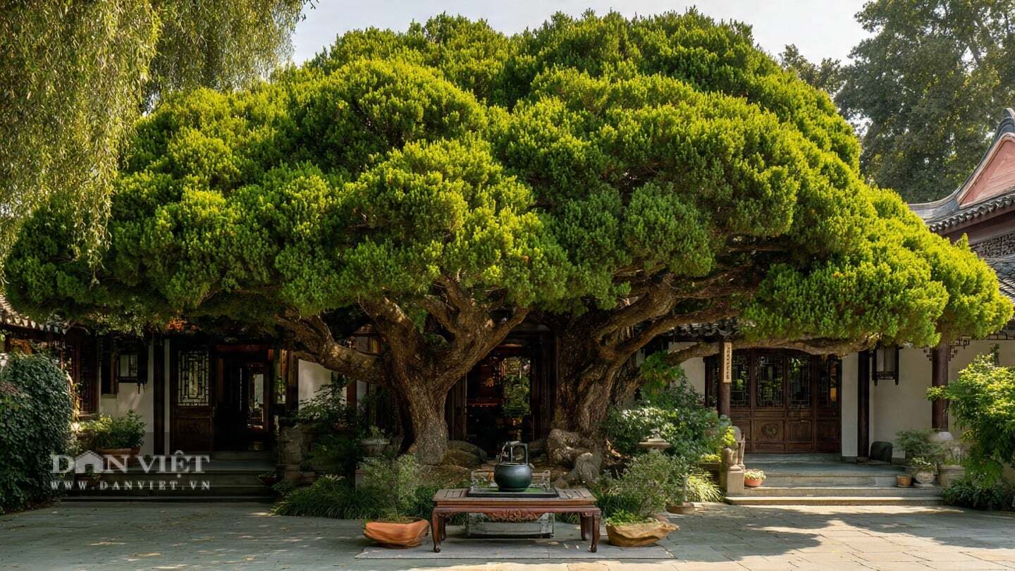 Das Pflanzen zweier glckverheiender Bonsai-Bume ist wie die Einladung  des Gottes des Reichtums ins Haus; das Aufstellen einer Schatzschale dort  bringt Reichtmer, und die groen Bltter bringen Wohlstand und Glck.