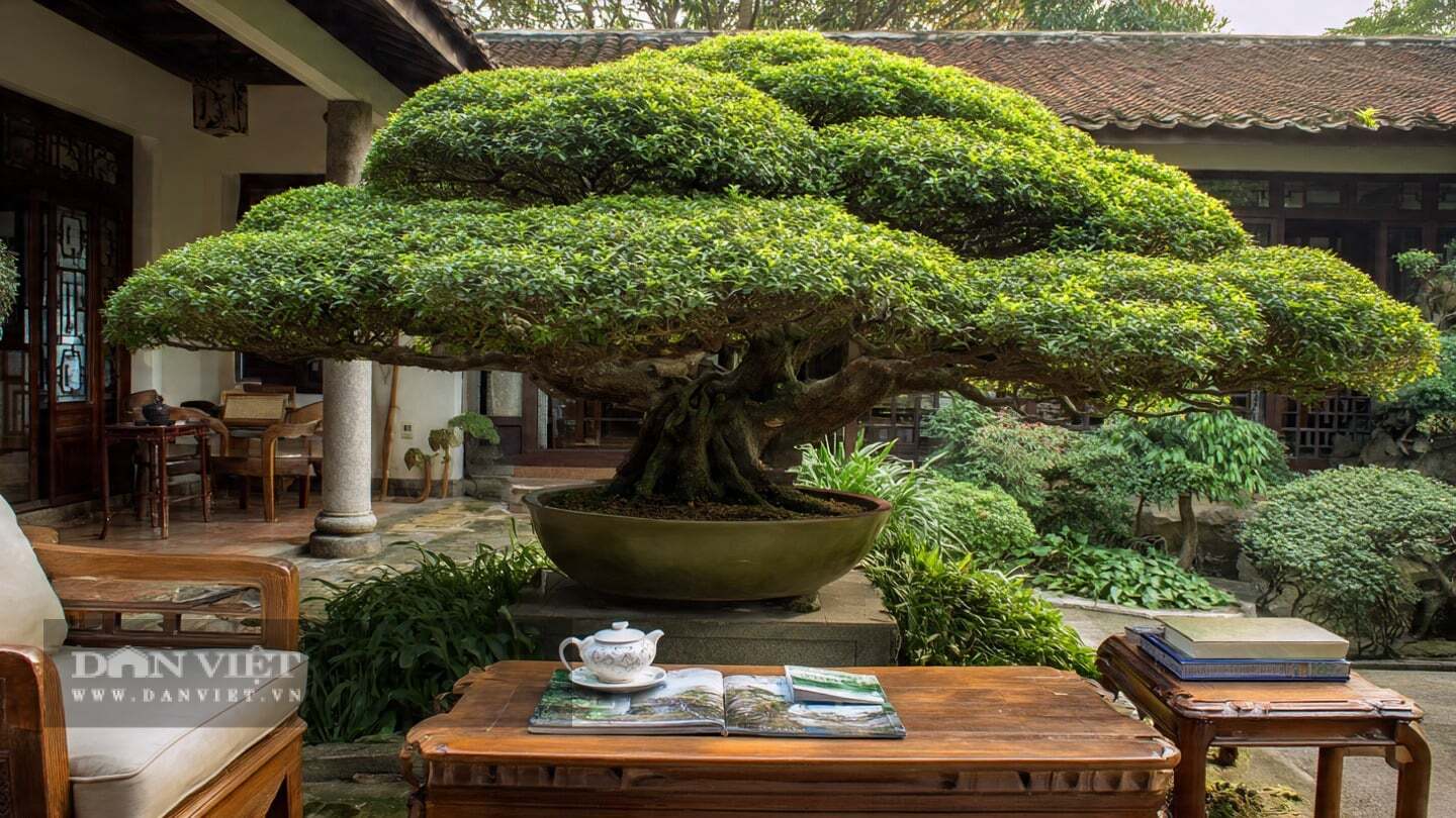 Das Pflanzen zweier glckverheiender Bonsai-Bume ist wie die Einladung  des Gottes des Reichtums ins Haus; das Aufstellen einer Schatzschale dort  bringt Reichtmer, und die groen Bltter bringen Wohlstand und Glck.