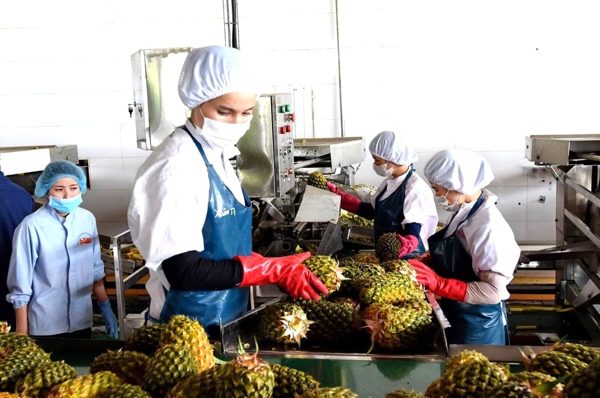 Dây chuyền sơ tuyển dứa tươi trước khi đưa vào nhà máy chế biến của Doveco Gia Lai. Ảnh: Đăng Lâm.&nbsp;