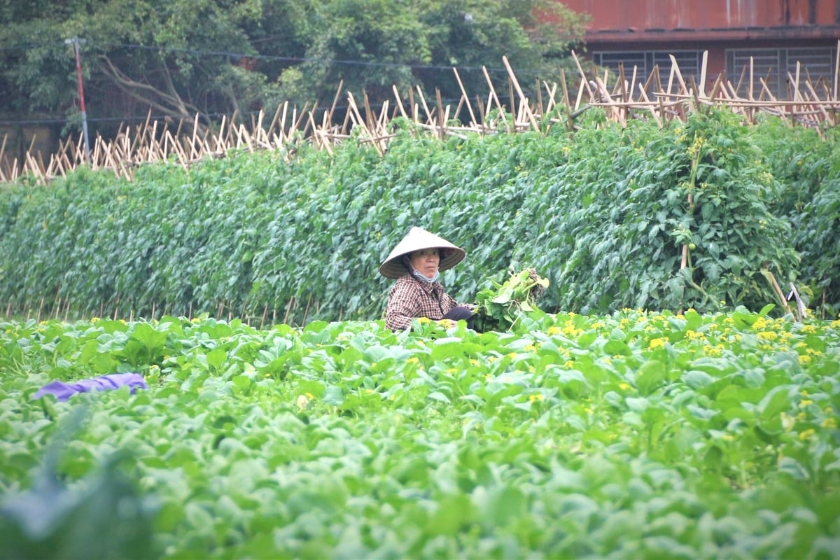 VietGAP đã góp phần hình thành nền tảng cho sản xuất nông nghiệp an toàn, quản lý chất lượng và truy xuất nguồn gốc. Ảnh: Trung Hiếu.