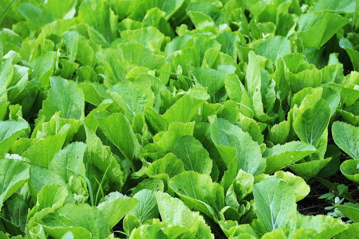 Phải xây dựng được bộ tiêu chuẩn bảo đảm an toàn thực phẩm nhưng đơn giản hơn, dễ tiếp cận hơn đối với các hộ sản xuất quy mô nhỏ. Ảnh: Trung Hiếu.