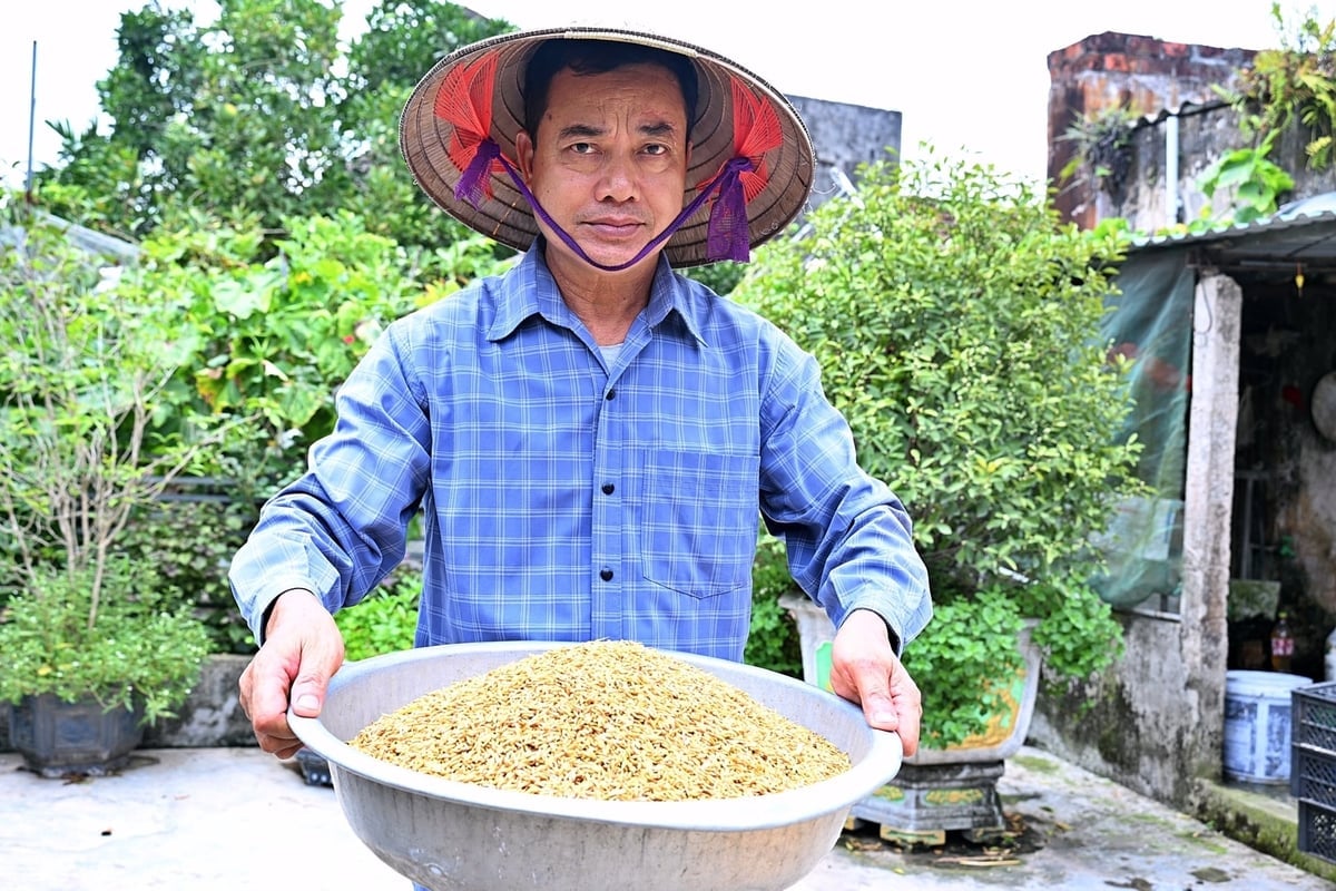 Ông Nguyễn Văn Các bên thành quả từ mô hình canh tác lúa giảm phát thải. Ảnh: Bảo Thắng.