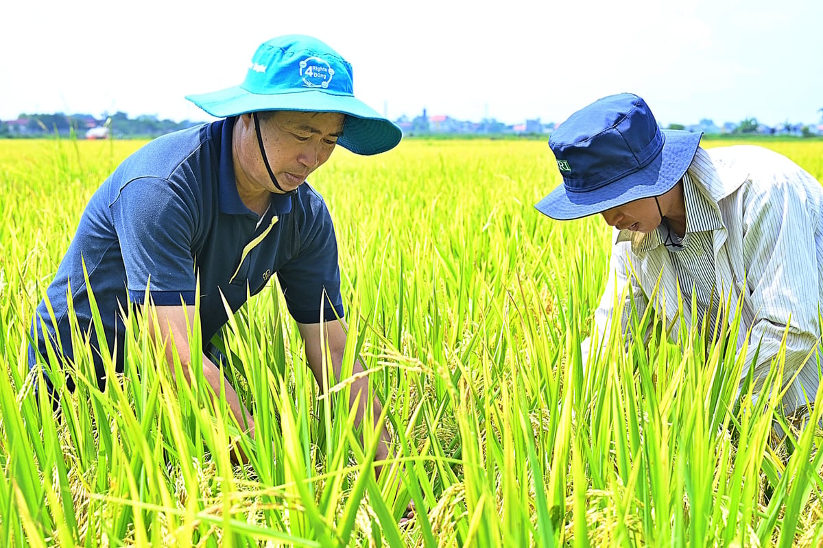 Ông Nguyễn Văn Dự, Chủ tịch HĐQT Hợp tác xã nông nghiệp Nam Cường (trái) cùng chuyên gia IRRI kiểm tra ruộng mô hình. Ảnh: Bảo Thắng.