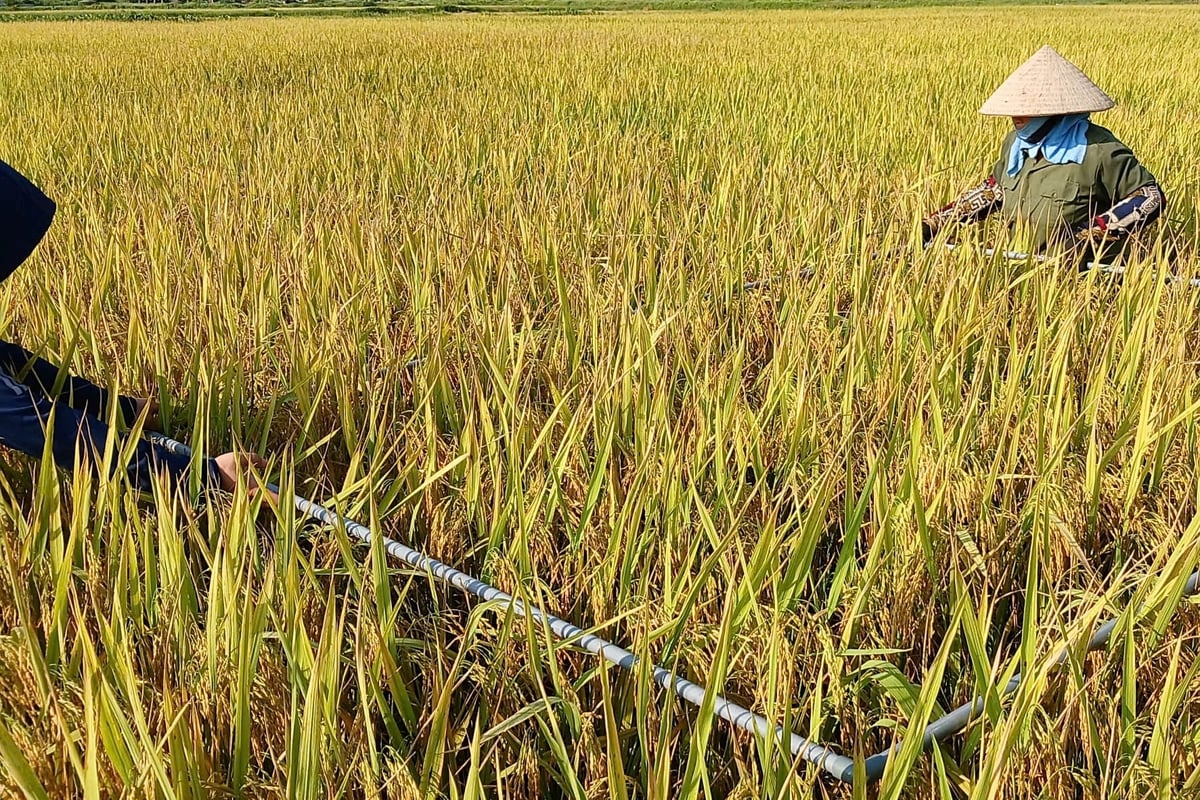 Nông dân gặt điểm đánh giá năng suất lúa trong mô hình giảm phát thải. Ảnh: Bảo Thắng.