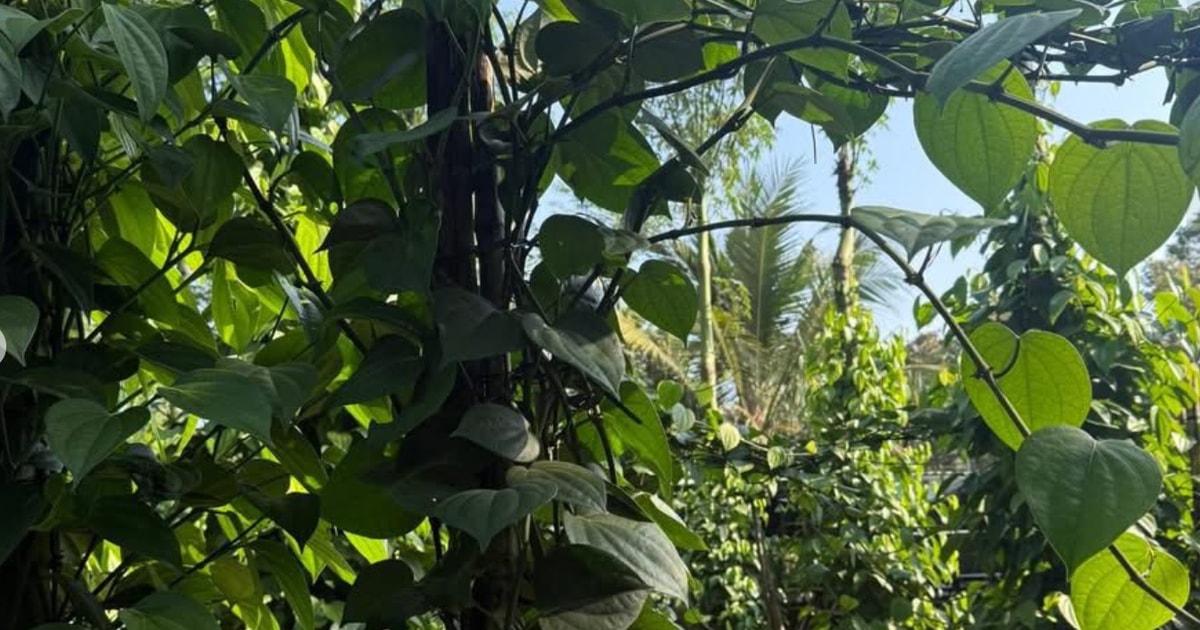 Precios de la pimienta en Vietnam suben por mayor demanda de Oriente Medio