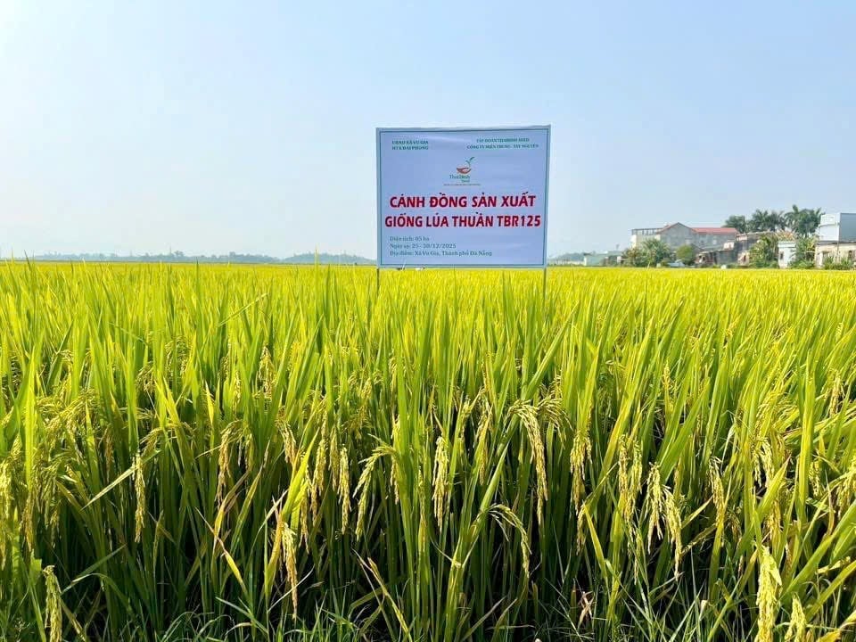 Các vùng sản xuất lúa giống tập trung được hình thành thông qua liên kết giữa doanh nghiệp, hợp tác xã và nông dân. Ảnh: Lan Anh.