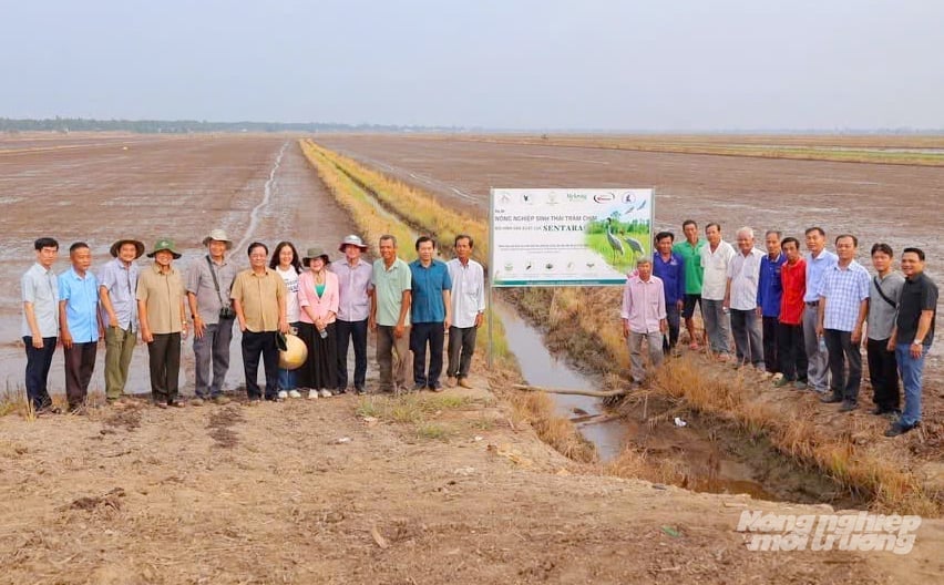 Mô hình nông nghiệp sinh thái lúa - sếu &nbsp;tại vùng đệm Vườn quốc gia Tràm Chim (Đồng Tháp). Ảnh: Lê Hoàng Vũ.
