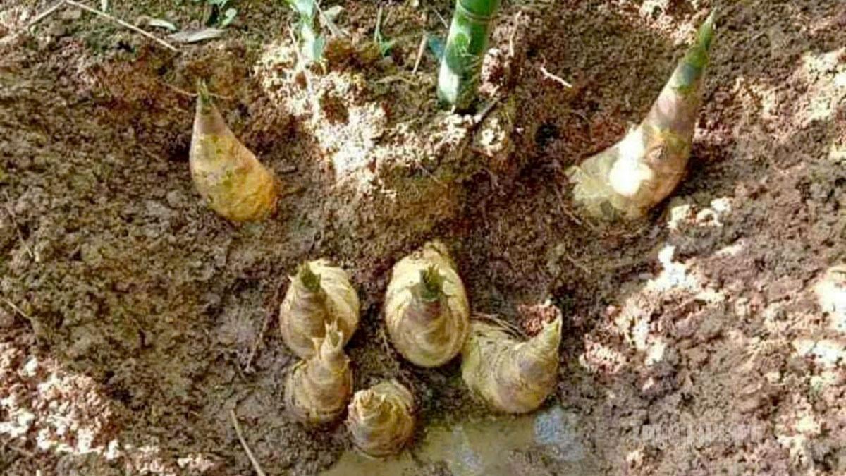 Măng Lục Trúc đang vào vụ thu hoạch ở thôn Mường, xã Phù Lưu.