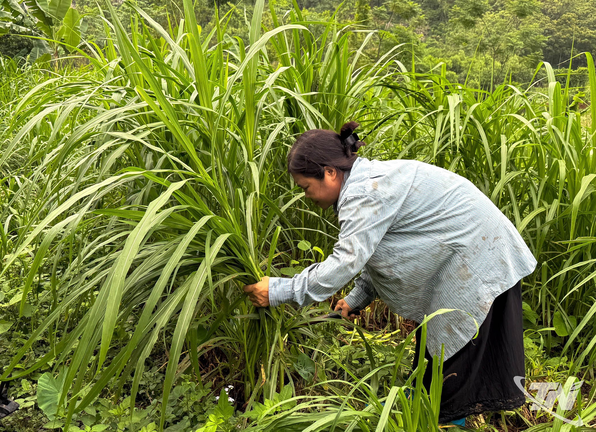 Die Bewohner des Weilers Dong May in der Gemeinde Quang Son bauen Gras an, um ihre Ziegen zu füttern.